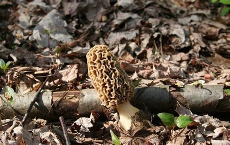 Fall Mushrooms In Ohio All Mushroom Info