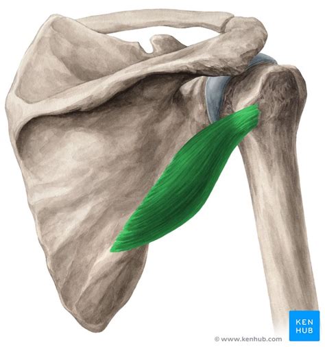 Musculus Teres Minor Anatomie Funktion Und Versorgung Kenhub