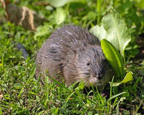 Baby Muskrat Flickr Photo Sharing