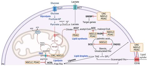 IJMS | Free Full-Text | Lipid Metabolic Alterations in KRAS Mutant