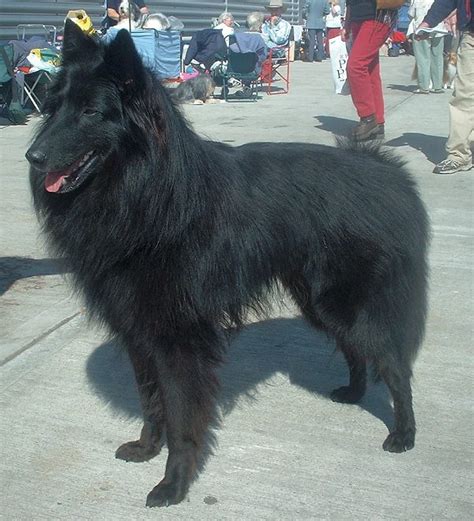 Belgian shepherd dog breed also called belgian sheepdog or chien de berger belge has an ancestry which is common to many of the herding dogs used throughout the modern world. Belgian Shepherd - Wikipedia