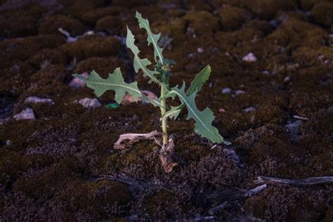 Wild Lettuce Lactuca Virosa 11 25 Errant Empire Herbal Medicine