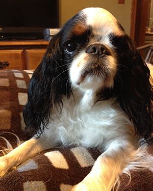 breed english toy spaniel seattle purebred dog rescue