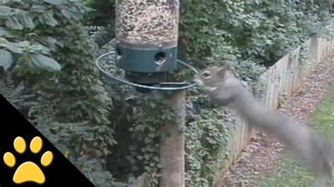 Squirrels Spinning On Bird Feeders Compilation Youtube