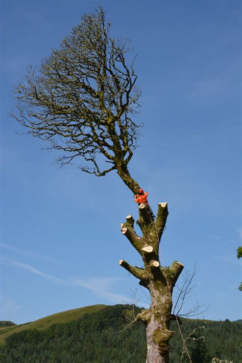 Tree Fella Going Peter Hogbin Flickr