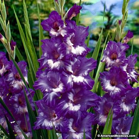 Purple And White Biltmore Estate Gladiolus Bulbs Purple King Gladiolus