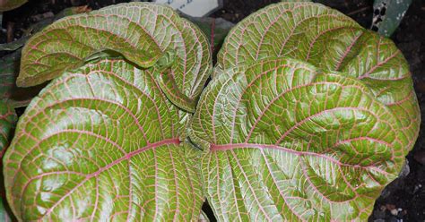 Fittonia Gigantea Giant Leaved Nerve Plant Care And Culture Travaldo S Blog