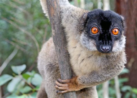 Filebrown Lemur In Andasibe Wikipedia