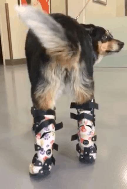 Sydney And Her Bilateral Orthopets Tarsus Device Dog Ankle Braces