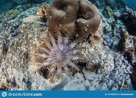 Crown Of Thorns Sea Star Feeding On Corals Stock Image Image Of Ocean Beautiful 151425273