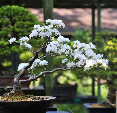 There are indoor and outdoor bonsai plants. How to Grow and Care for Cherry Tree Bonsai