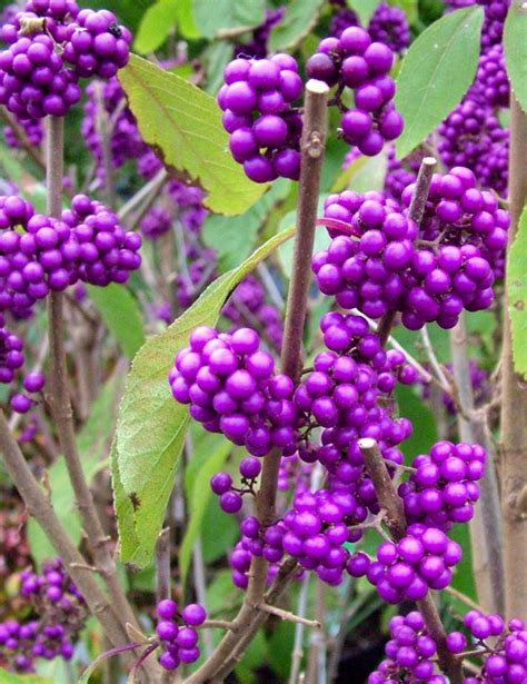 Purple Berries Of Callicarpa Profusin Great Winter Berried Plant For