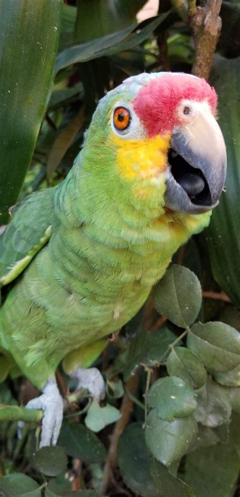 Funny Face George My Beauty Parrot Rparrots
