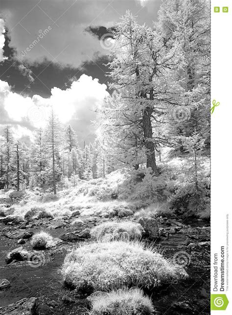 Alpine Field In Infrared Black And White Stock Image