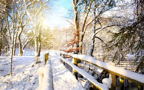 Winter Forest And Wooden Bridge Stock Photo Image Of Rays Branch