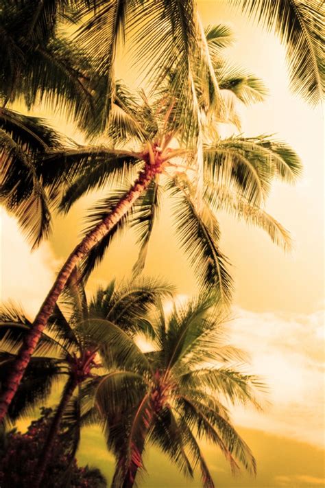 Palm Trees Hd Wallpapers