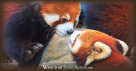 Red Panda Symbolism And Meaning Spirit Totem And Power Animal