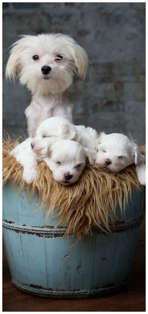 Check spelling or type a new query. Pin by Tam's Boards ♥ on Dog World | Cute dog pictures ...