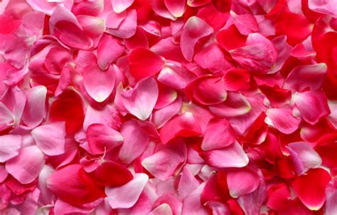 Rose Petals Pictures Hq Download Free Images On Unsplash