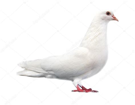 White Dove Sits Isolated On A White Background Stock Photo By