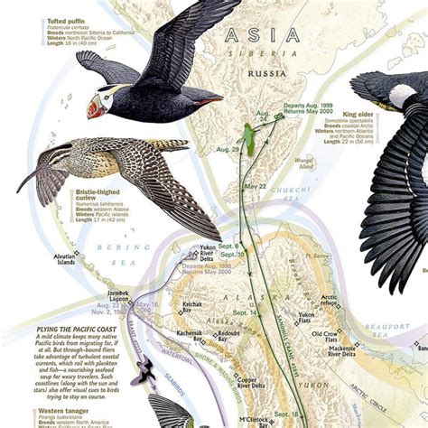 National Geographic Bird Migration Western Hemisphere Wall Map