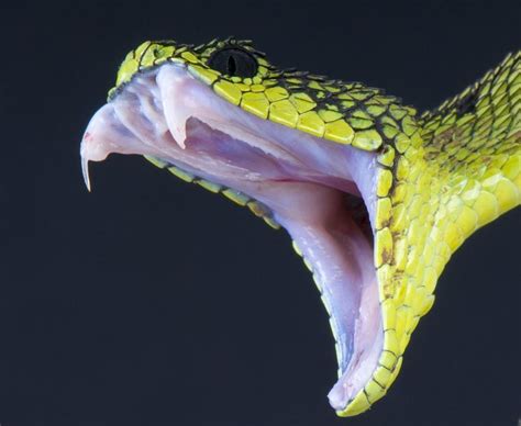 Viper Fangs Rbadassanimals