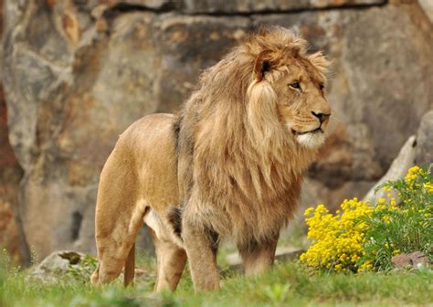 Lion Zoo Berlin By Hiro Photography On Deviantart