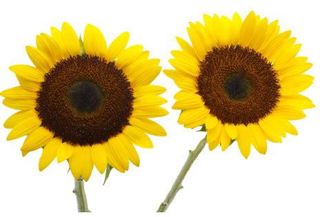 Two Cut Sunflowers Common Sunflower Petal Yellow