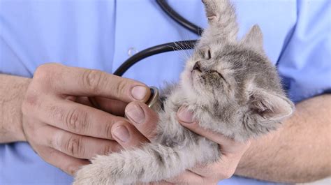 Cat Flu Symptoms Treatment And Care The Happy Cat Site