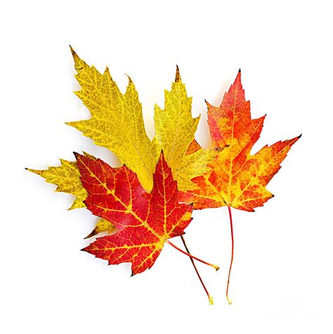 Fall Maple Leaves On White Photograph By Elena Elisseeva