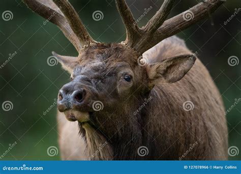 Portrait Of A Bull Elk Stock Photo Image Of Fight Female 127078966