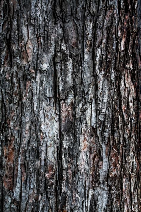 Bark Texture Pictures | Download Free Images on Unsplash