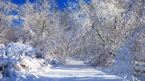 Still White Snowy Nature Wallpaper Nature Wallpapers 52217