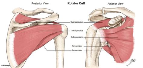 The Rotator Cuff Sol Physical Therapy