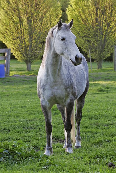 Filewhite Horse In Field Wikimedia Commons