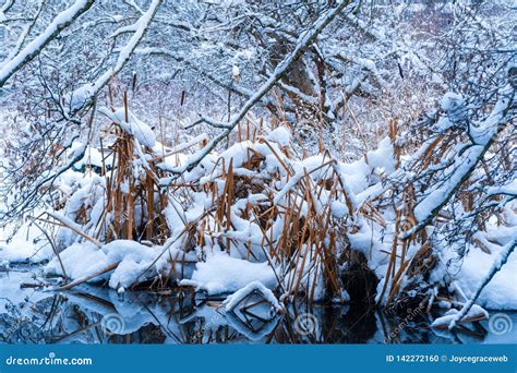 Tall Grass In Snowfall After A Snowstorm In Vancouver Delta Bc At