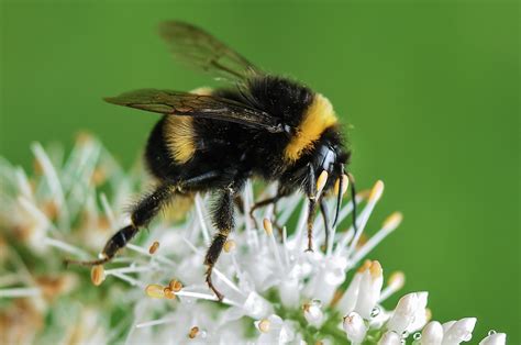 Check out amazing bumble_bee artwork on deviantart. Free stock photo of bee, bumblebee, insect