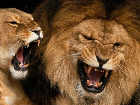 Funny Animals Funny Pictures: Lions Roaring Funny Pictures