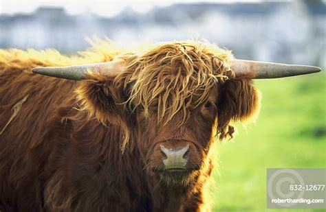 Scottish Highland Cattle Scotland Stock Photo