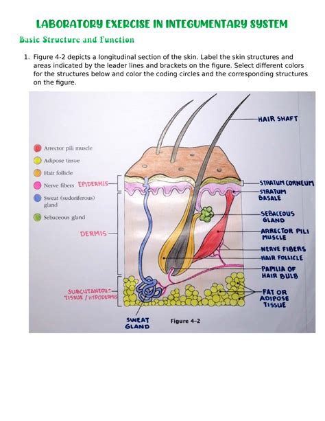 Diagrammatic Section Of The Skin Illustrating The Dif