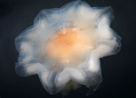 It had a bell diameter of 7 ft. Warning Issued As Lion's Mane Jellyfish Spotted Off Sandycove Coast