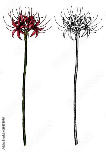 Hand Drawn Vector Illustration Exotic Plant Spider Lily Lycoris