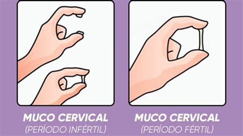 Muco Cervical Aumente O Muco Cervical As Mudan As Do Muco Durante O