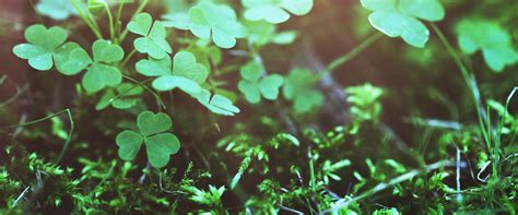 Maybe you would like to learn more about one of these? Saint Patrick's Day 2021, 2022 and 2023 - PublicHolidays.co.uk