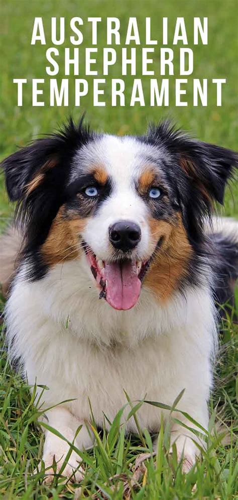 Do Australian Shepherds Get Along With Other Dogs