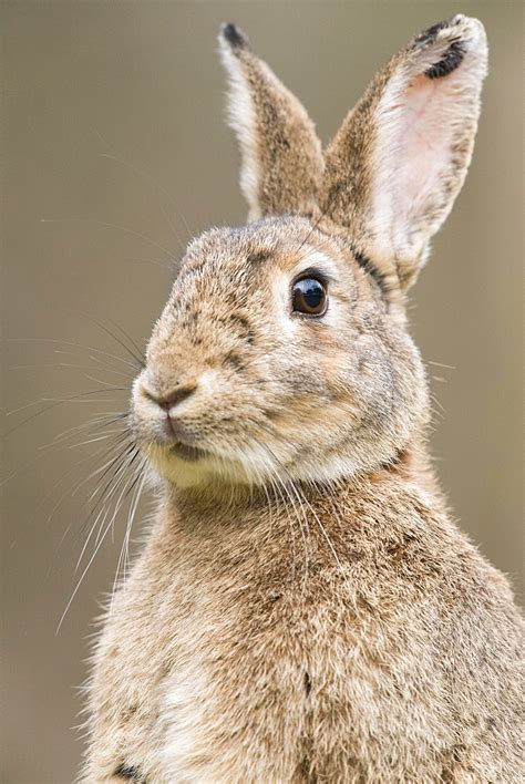 High Quality Stock Photos Of European Rabbits Oryctolagus Cuniculus
