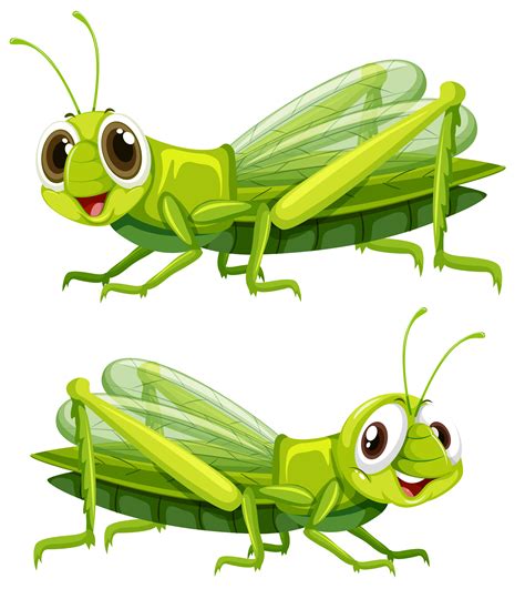 Cricket Insect Clip Art Black And White