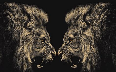 Cool Lion Wallpaper 54 Images