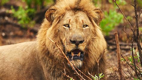 The Lion In West Africa Is Critically Endangered Bonko Zoo