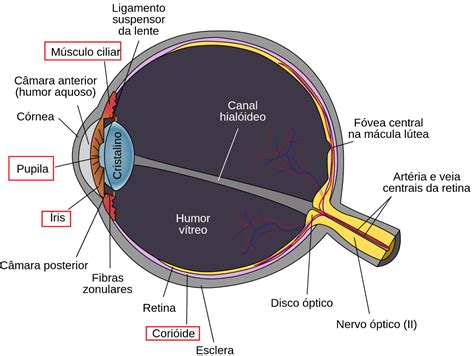 Tunica Vascular Corioide Corpo Ciliar Musculo Ciliar Iris Pupila